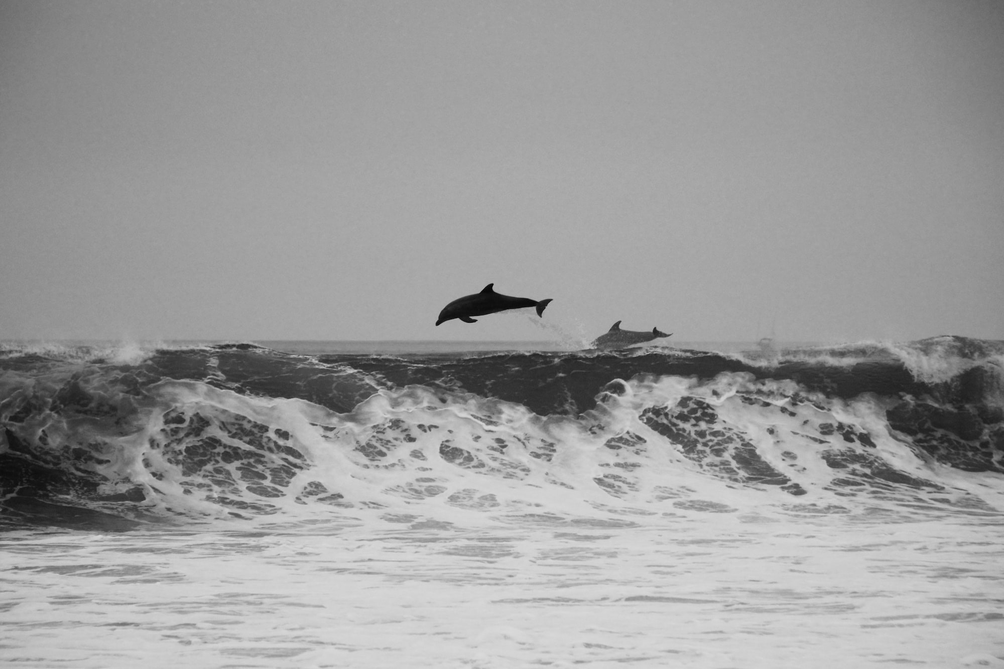 Dolphins playing in the waves